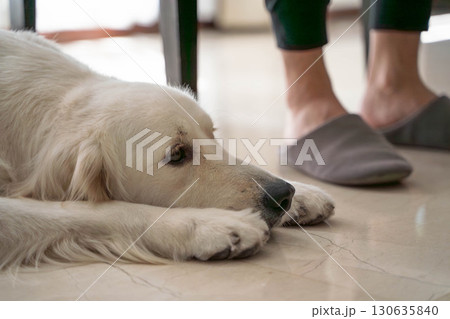 飼い主の足元で寄り添うゴールデンレトリーバー 130635840