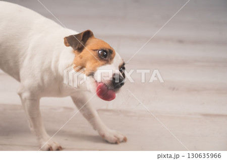 Jack Russell Terrier Dog Licking Glass.  130635966