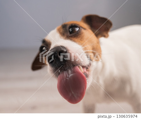 Jack Russell Terrier Dog Licking Glass. Jack Russell Terrier Dog Licking Glass. 130635974
