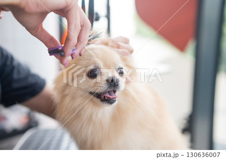 A groomer cuts a Pomeranian in a grooming salon. A groomer cuts a Pomeranian in a grooming salon. 130636007