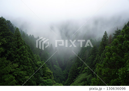 Misty Forest Landscape With Dense Green Trees in a Mountain Valley During Early Morning Hours Misty Forest Landscape With Dense Green Trees in a Mountain Valley During Early Morning Hours 130636096