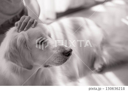 飼い主に頭を撫でられてくつろぐゴールデンレトリーバー 飼い主に頭を撫でられてくつろぐゴールデンレトリーバー 130636218