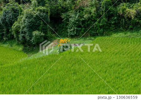 暗峠付近のヒマワリが咲く棚田の風景 130636559