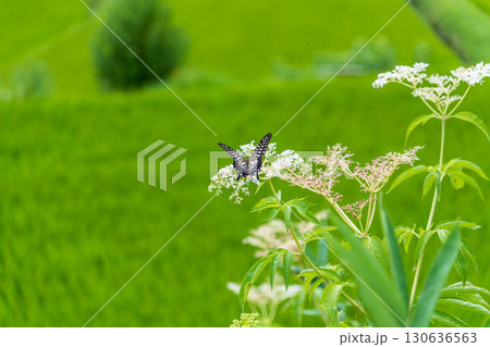 田園に咲く花の蜜を吸うアゲハ蝶 130636563