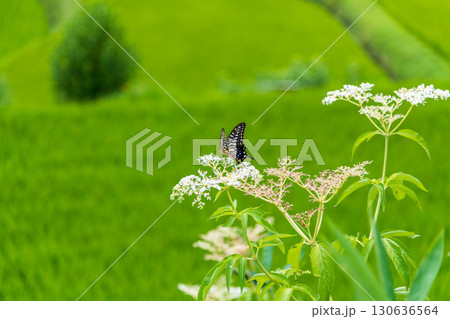 田園に咲く花の蜜を吸うアゲハ蝶 130636564