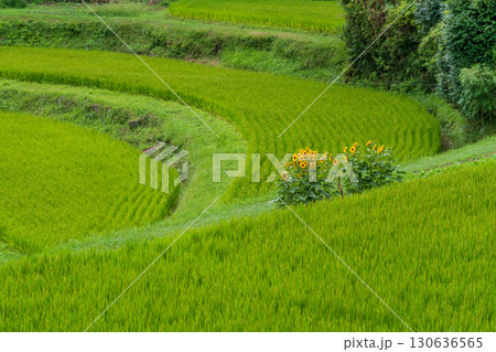 峠付近のヒマワリが咲く棚田の風景 130636565