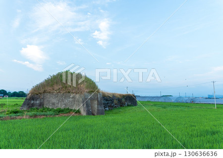 稲が育つ田んぼに佇む柳本飛行場跡の北側防空壕のある風景 130636636