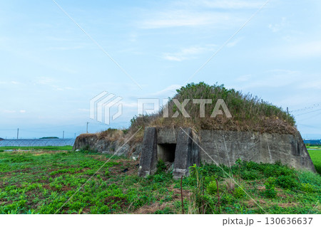 稲が育つ田んぼに佇む柳本飛行場跡の北側防空壕のある風景 130636637