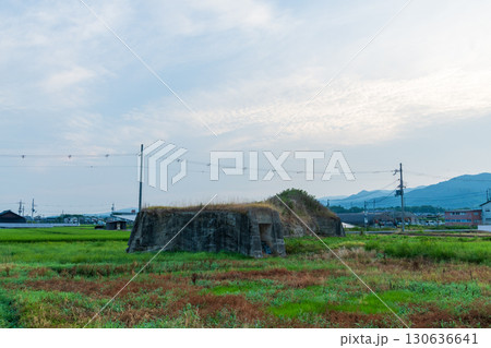 稲が育つ田んぼに佇む柳本飛行場跡の北側防空壕のある風景 130636641