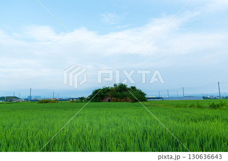 稲が育つ田んぼに佇む柳本飛行場跡の南側防空壕のある風景 130636643