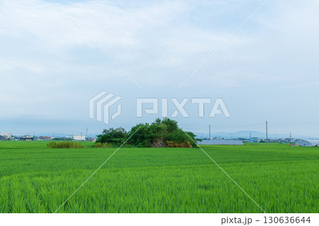 稲が育つ田んぼに佇む柳本飛行場跡の南側防空壕のある風景 稲が育つ田んぼに佇む柳本飛行場跡の南側防空壕のある風景 130636644