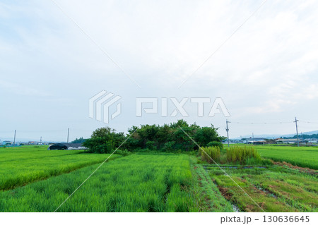 稲が育つ田んぼに佇む柳本飛行場跡の南側防空壕のある風景 130636645