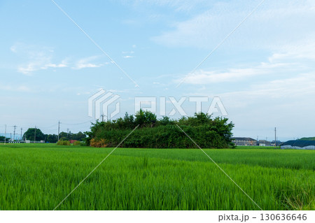 稲が育つ田んぼに佇む柳本飛行場跡の南側防空壕のある風景 稲が育つ田んぼに佇む柳本飛行場跡の南側防空壕のある風景 130636646