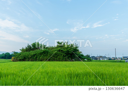稲が育つ田んぼに佇む柳本飛行場跡の南側防空壕のある風景 稲が育つ田んぼに佇む柳本飛行場跡の南側防空壕のある風景 130636647