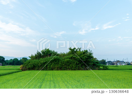 稲が育つ田んぼに佇む柳本飛行場跡の南側防空壕のある風景 130636648