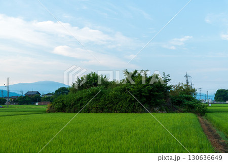 稲が育つ田んぼに佇む柳本飛行場跡の南側防空壕のある風景 130636649