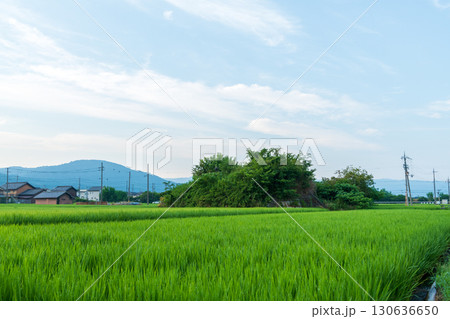 稲が育つ田んぼに佇む柳本飛行場跡の南側防空壕のある風景 130636650