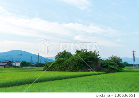 稲が育つ田んぼに佇む柳本飛行場跡の南側防空壕のある風景 稲が育つ田んぼに佇む柳本飛行場跡の南側防空壕のある風景 130636651