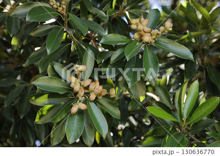 自然　植物　マテバシイ、九月の団栗。二年目の秋、緑の葉の真ん中に茶色く色付き始めた団栗 130636770