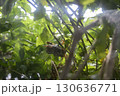 藤の木にできた蜂の巣 130636771