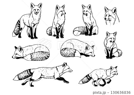 A set of black and white vector illustrations of a fox in various poses. wild animals. 130636836