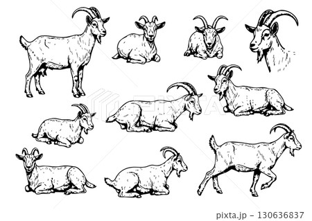 A set of black and white vector illustrations of a goat in various poses. Farm animals 130636837