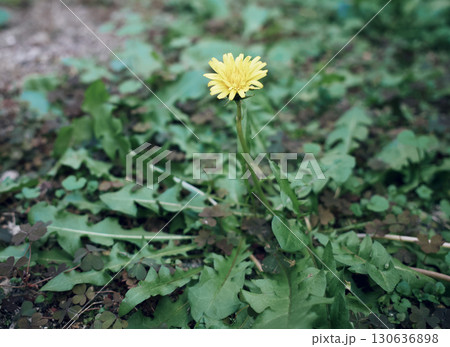 タンポポ 130636898