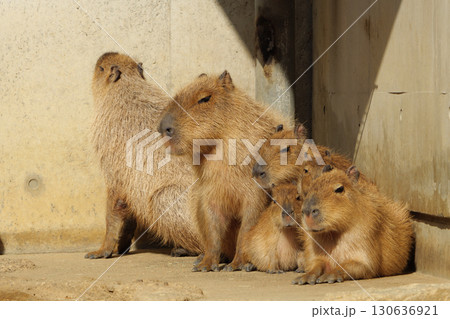 身を寄せ合う冬のカピバラの親子 130636921