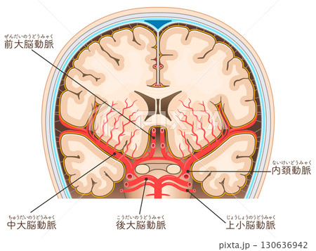 大脳の動脈のイラスト Illustration of the cerebral arteries 130636942
