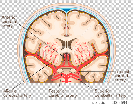 大脳の動脈のイラスト Illustration of the cerebral arteries 大脳の動脈のイラスト Illustration of the cerebral arteries 130636943