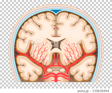 腦動脈的插圖 130636944