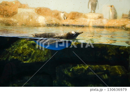 水中を泳ぐペンギン 130636979