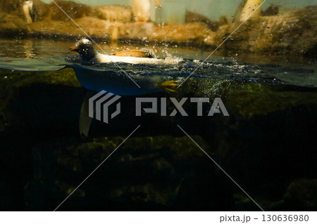 水中を泳ぐペンギン 130636980