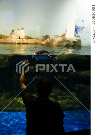 水族館で泳ぐペンギンと観覧する人々 130636981