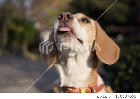 散歩中に見つめる犬 散歩中に見つめる犬 130637059