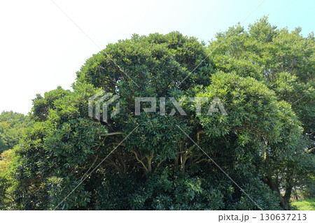 自然 植物 マテバシイ、八月半ば。目を凝らすと緑色の大きな団栗があちこちに見えます 自然 植物 マテバシイ、八月半ば。目を凝らすと緑色の大きな団栗があちこちに見えます 130637213