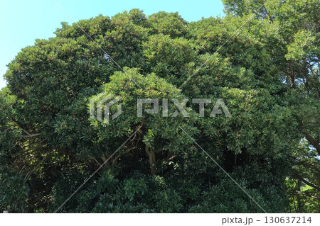 自然 植物 マテバシイ、日本固有種の常緑高木。秋には色付いた団栗が茂った葉の中に点々と見えます 自然 植物 マテバシイ、日本固有種の常緑高木。秋には色付いた団栗が茂った葉の中に点々と見えます 130637214