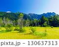 上高地 田代湿原と穂高連峰の夏の絶景 130637313