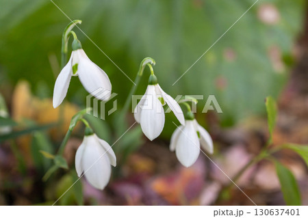 白いスノードロップの花 130637401