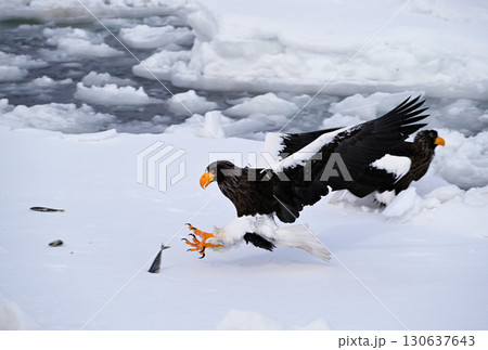 北海道羅臼町沖を漂う流氷の上で魚を捕るオオワシ 北海道羅臼町沖を漂う流氷の上で魚を捕るオオワシ 130637643