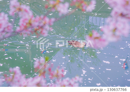 桜が埋め尽くす川を泳ぐカモ 130637766