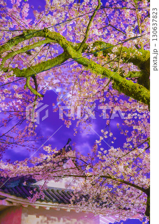 小田原城の桜夜景 130637823