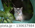 青い目の猫 130637984