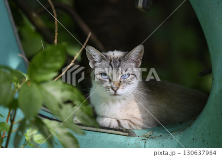 青い目の猫 130637984