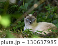青い目の猫 130637985