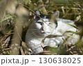 茂みに隠れる猫 130638025