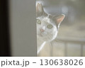 外出から帰ってきた猫 130638026