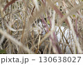 茂みに隠れる猫 130638027