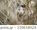 茂みに隠れる猫 130638028