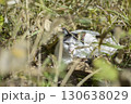 茂みに隠れる猫 130638029